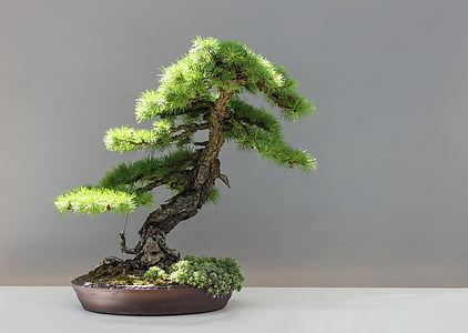 green bonsai tree