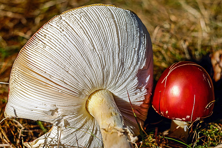 two white-and-red mushrooms at daytime