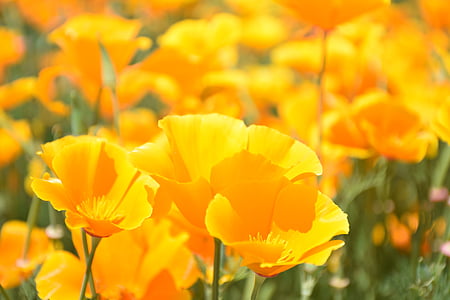 orange flowers during daytime