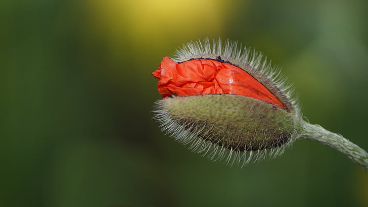 shallow focus photography of red flower