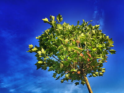 green leafed tree under blue sky photography