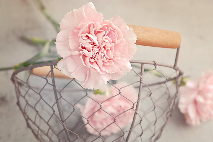 pink carnation flower on gray metal basket