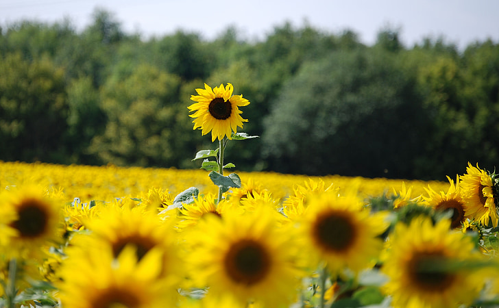 Sunflower field during daytime