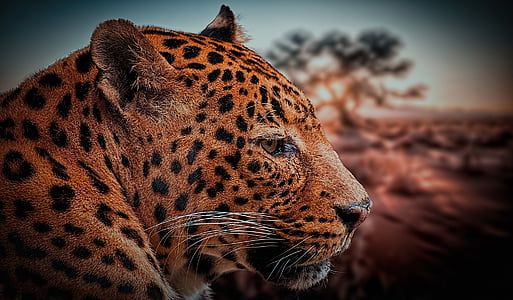 closeup photo of cheetah