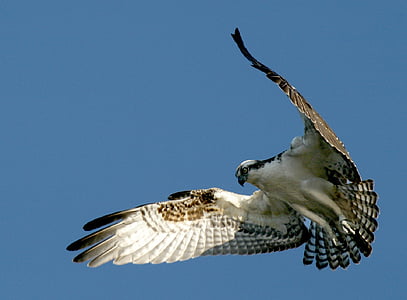 low angle of white and brown eagle in flight