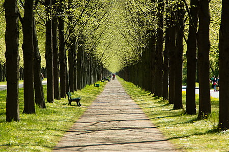 gray pathway in the middle of green leaf trees
