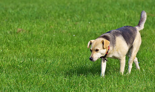 adult short-coated white and black dog walking on green grass