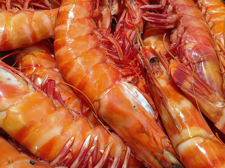 close-up photo of shrimps