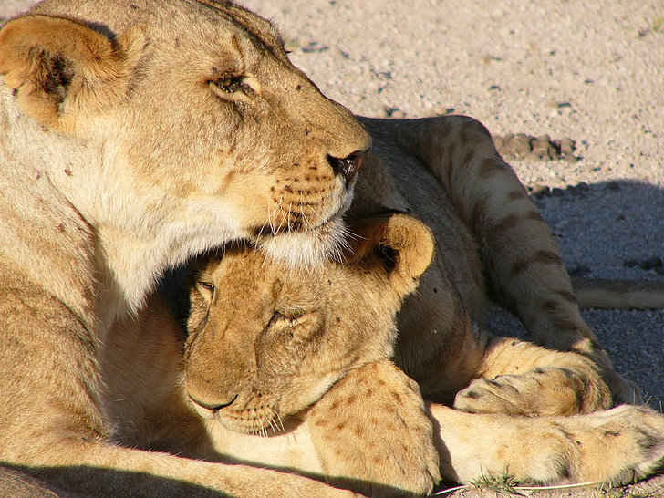 lioness and cub lying on soil