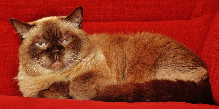 beige and brown Himalayan cat on red sofa