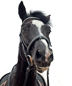 black horse photo