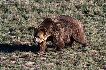 brown bear on green grass