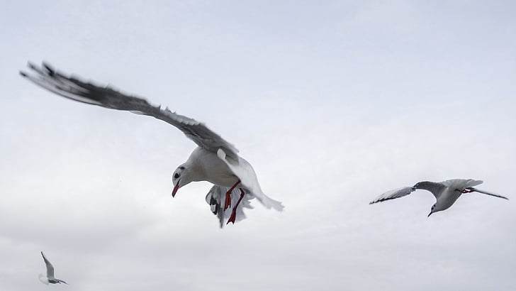 low angle photo of two seagulls flying under white clouds