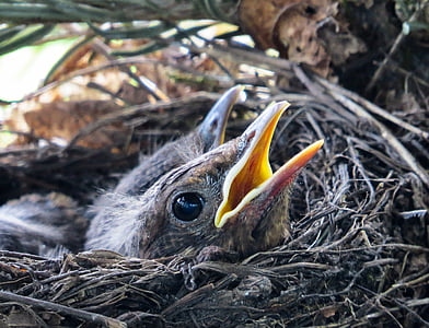 two black chicks in gray bird's nest