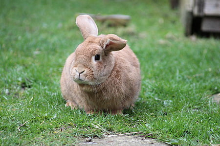 brown rabbit on grass