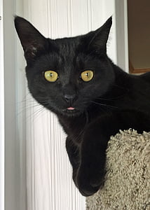 short-coated black cat face