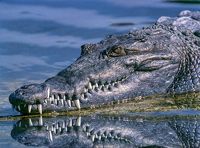 photo of black crocodile