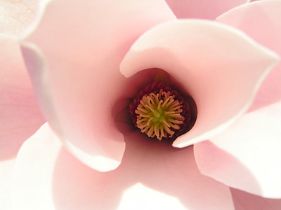 white and pink magnolia flower in macro photography