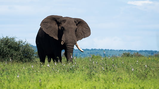 brown elephant standing on grass fields during daytime