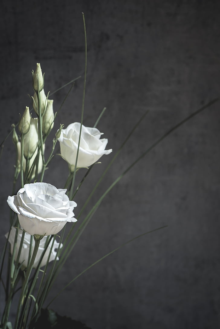 photo of three white rose stems