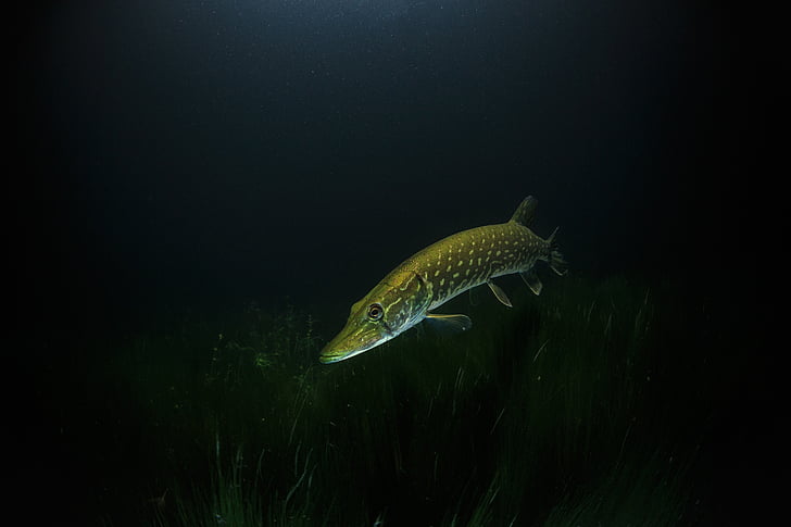 long brown and gray fish under water