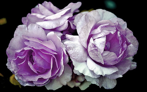 three purple petaled flowers