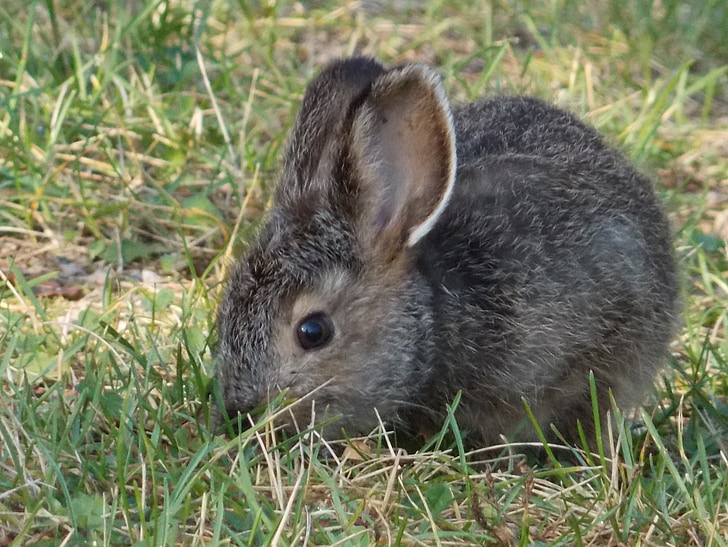 gray rabbit on green grass