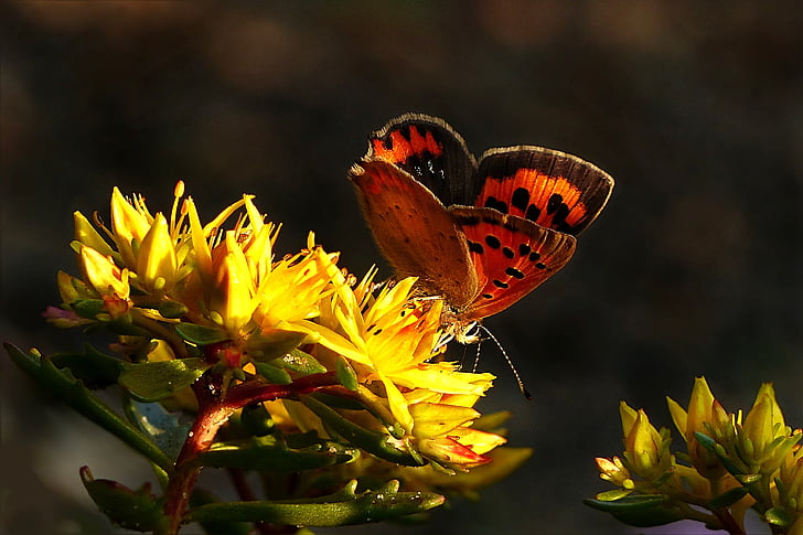 orange and black butterfly perched on yellow plant