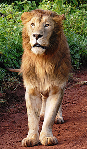adult lion standing on brown soil during daytime