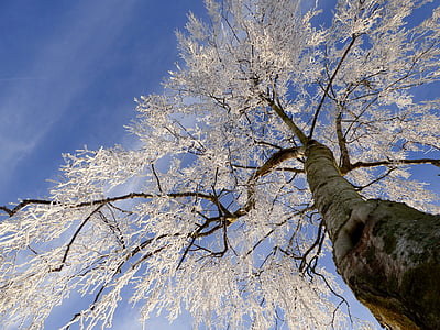 low-angle photography of white leaf tree