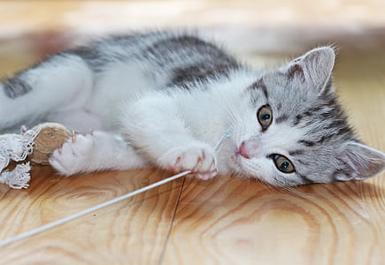 silver tabby kitten lying on wooden surface