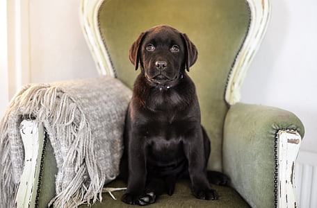 chocolate Labrador retriever puppy on white and gray wooden sofa armchair