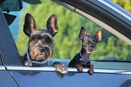 photo of two short-coated dogs in black car