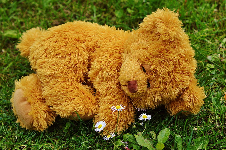 brown bear plush toy on green on grass