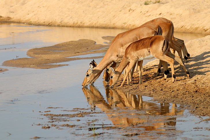 three brown deer drinking water