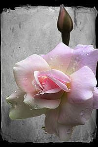closeup photo of pink rose flower