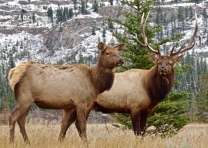 two brown four-leg animals