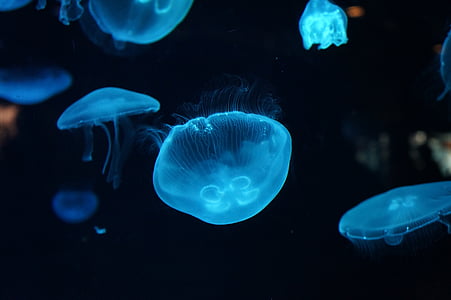 photo of jellyfish