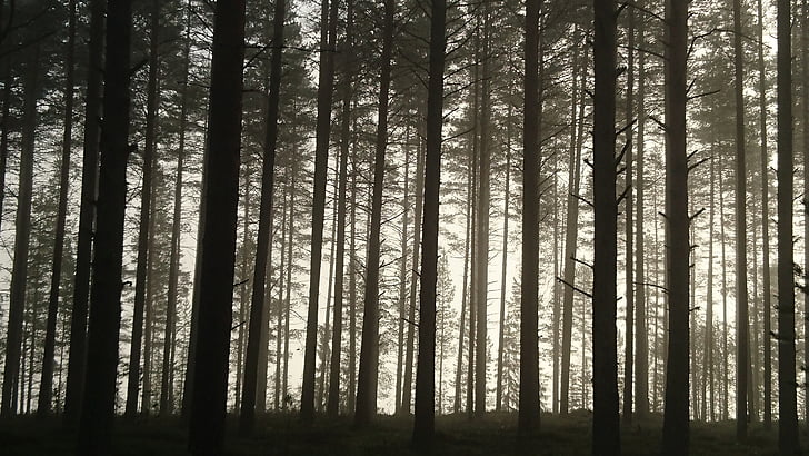 photo of brown trees during daytime surrounded by fog