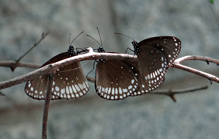 three white-and-black butterflies on twig