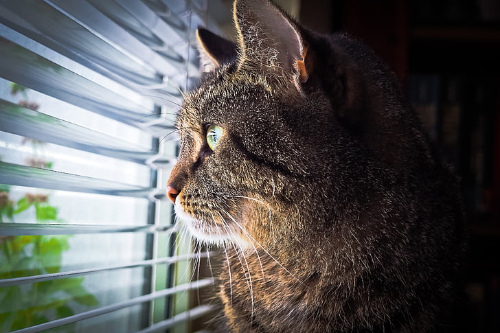 brown tabby cat peeping in window blind