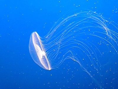 purple jellyfish underwater photography