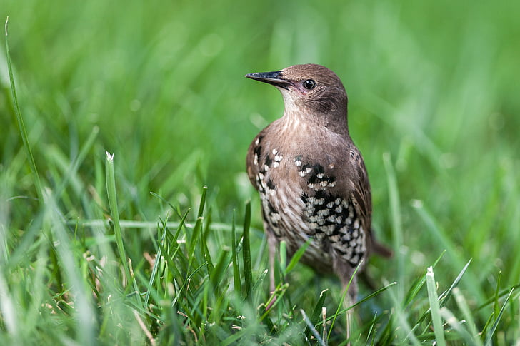 brown, black, and white bird on green grass