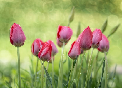 bokeh photography of pink tulip flower buds