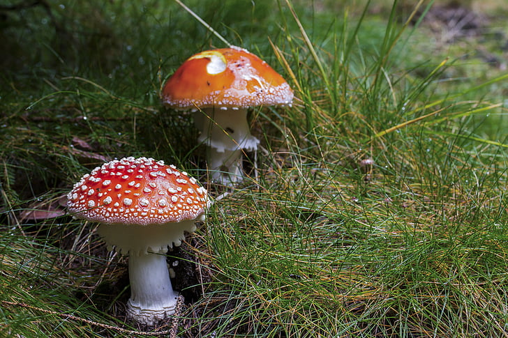 two red-and-white mushrooms surrounded with green grasses closeup photo