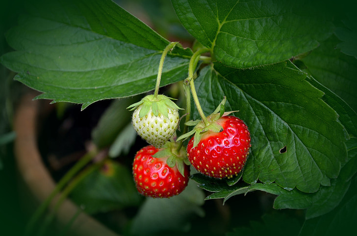 selective focus photography of strawberry