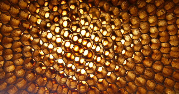 macro photography of honey comb