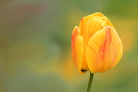 selective focus photography of yellow and red tulip flower