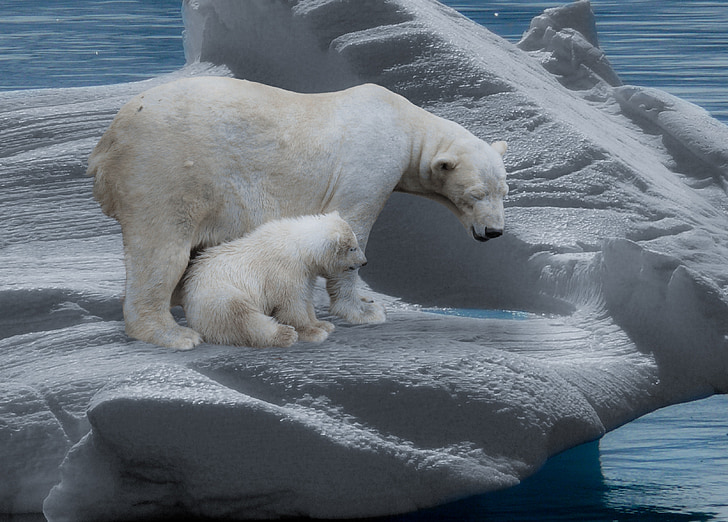 white polar bear with cub on iceburg