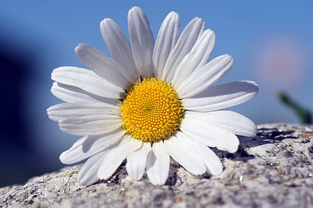 selective focus photography of white daisy on top of stone